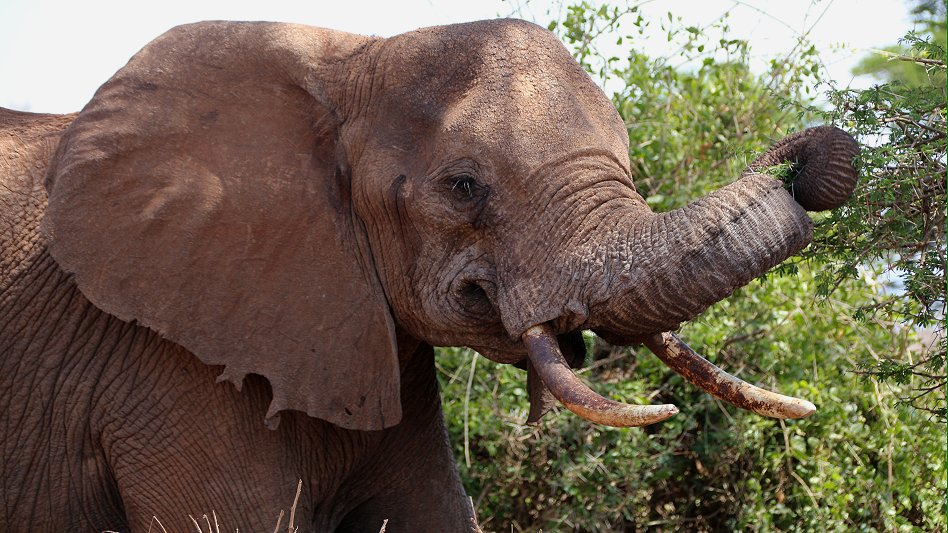 Elefantenkuh mit Neugeborenem im Lumo Conservancy