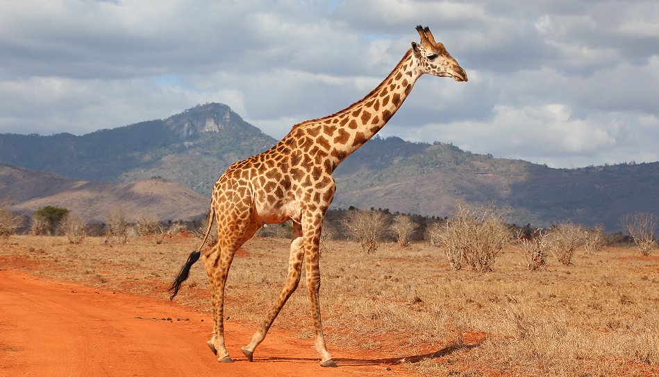 Masai Giraffe