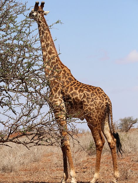 Masai Giraffe im Lumo