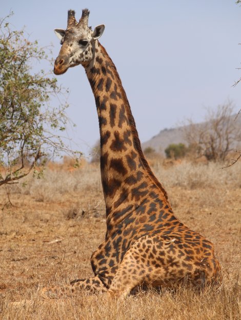 Masai Giraffe im Lumo