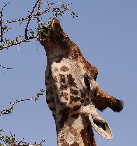 Giraffen im Lumo
