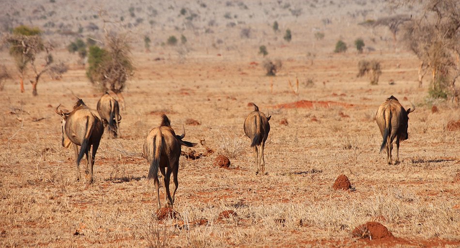 Weissbartgnus im Lumo Conservancy