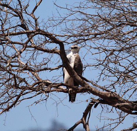 Greifvogel