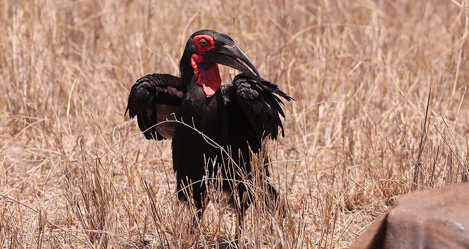 Hornrabe im Lumo Conservancy
