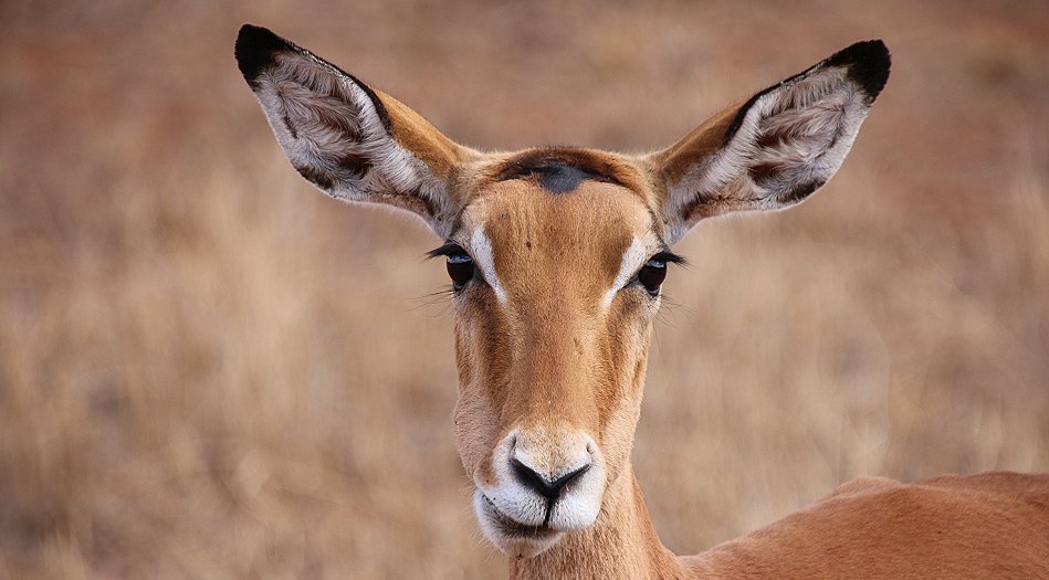 Impala