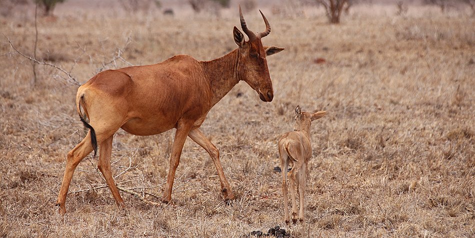 Kongoni