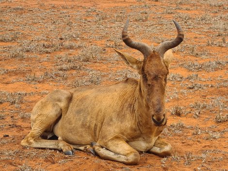 Kongoni
