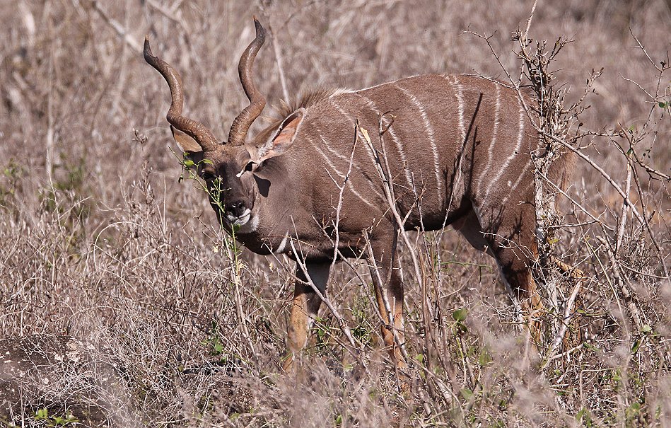 Kleiner Kudu