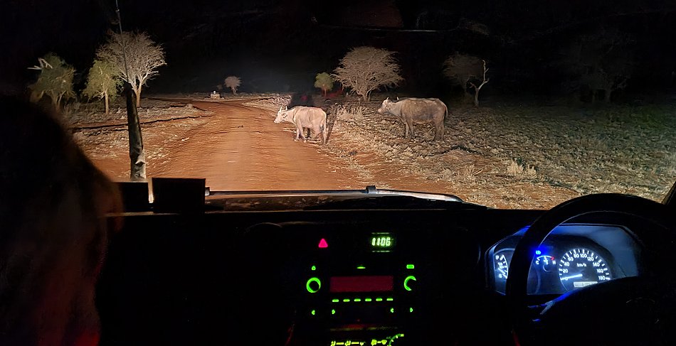 Nachtpirschfahrt im Lumo Conservancy