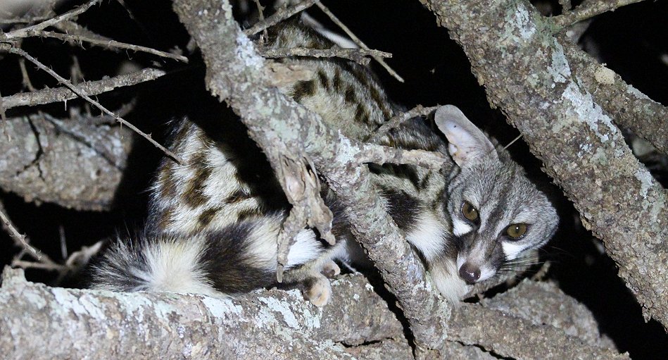 Ginsterkatze in der Nacht