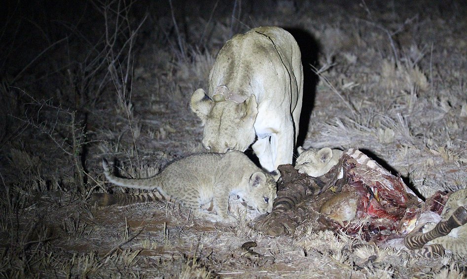 Löwenmutter mit Jungen, Nachts am Kill