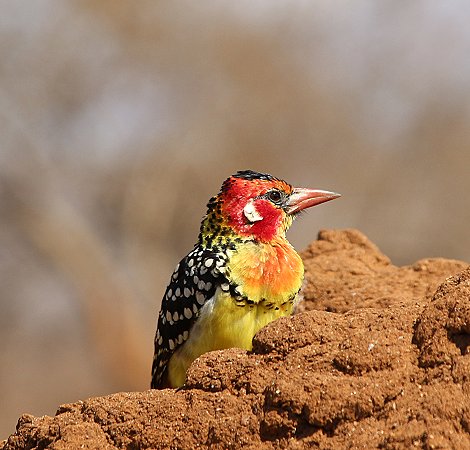 Ohrenfleckenbartvogel