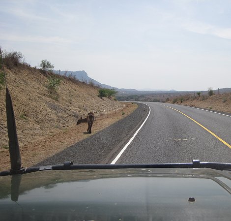 Lumo - Taita Hill Reservat