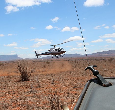 wir versuchen mit Unterstützung des Sheldrick Wildlife Trust eine verletzte Gepardin zu retten