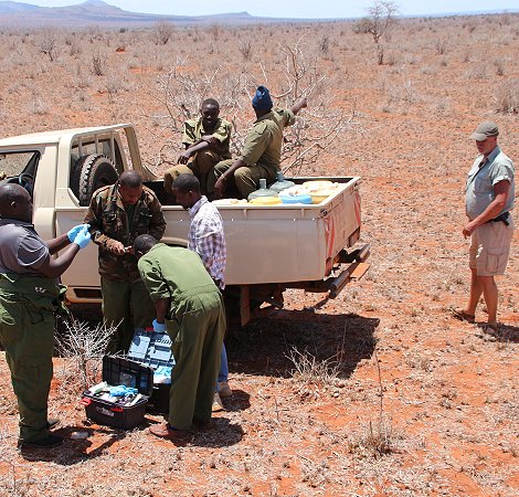 wir versuchen mit Unterstützung des Sheldrick Wildlife Trust eine verletzte Gepardin zu retten