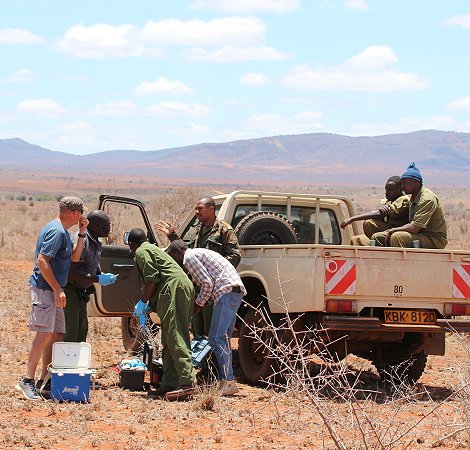 wir versuchen mit Unterstützung des Sheldrick Wildlife Trust eine verletzte Gepardin zu retten