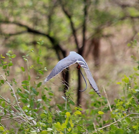 Sperberbussard frisst Schlange