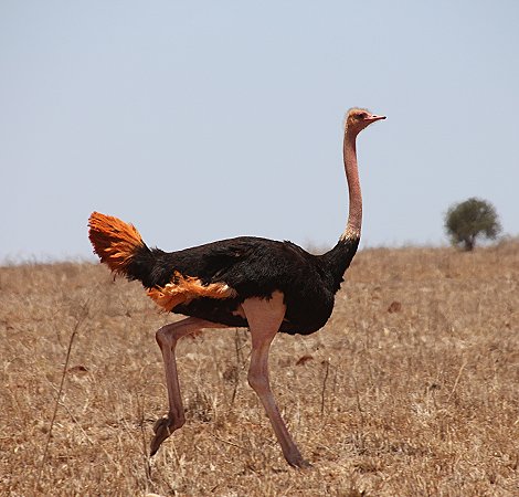 Strauss im Lumo Conservancy