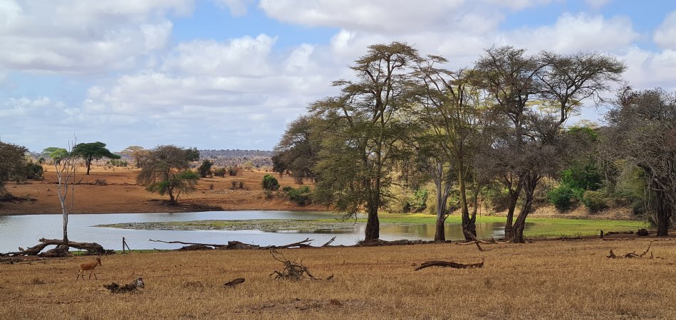 Am Damm im Taita Hill Reservat