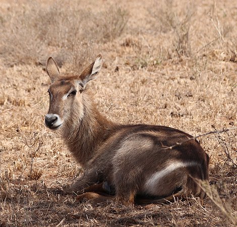 Elypsen Wasserbock, Weibchen