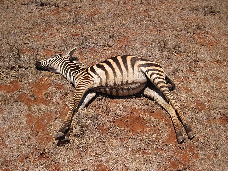 Zebra Kadaver