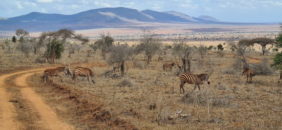 Zebras in der Dürre des Lumo