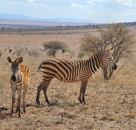 Zebras in der Dürre des Lumo