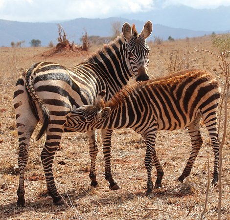Zebra