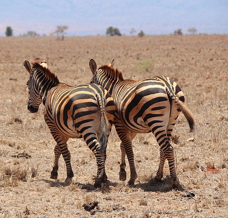 Zebras