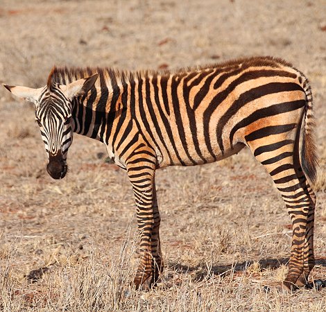 Steppen Zebras