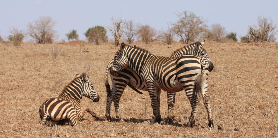 Steppen Zebras