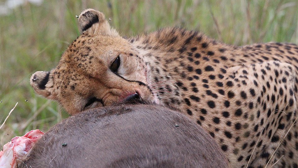 Geparden Männchen Mwanga mit erbeuteten Gnukalb