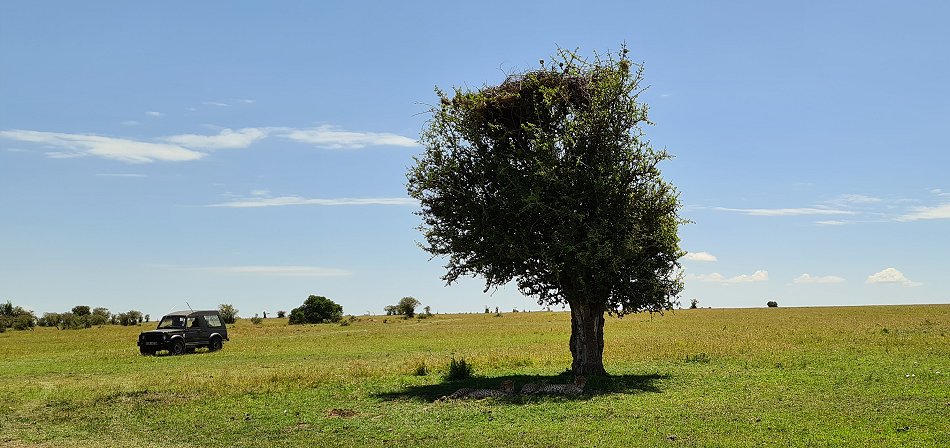 Mara -  Meru Cheetah Trust