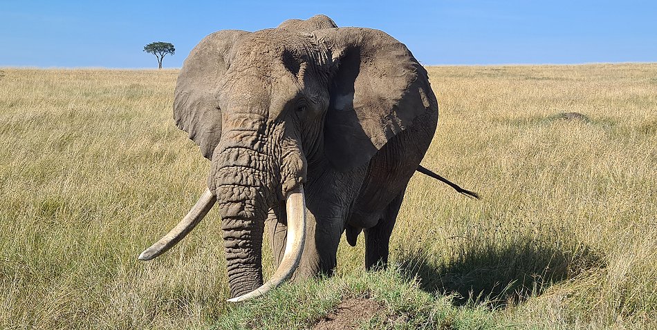 Elefanten Begegnung in der Masai Mara
