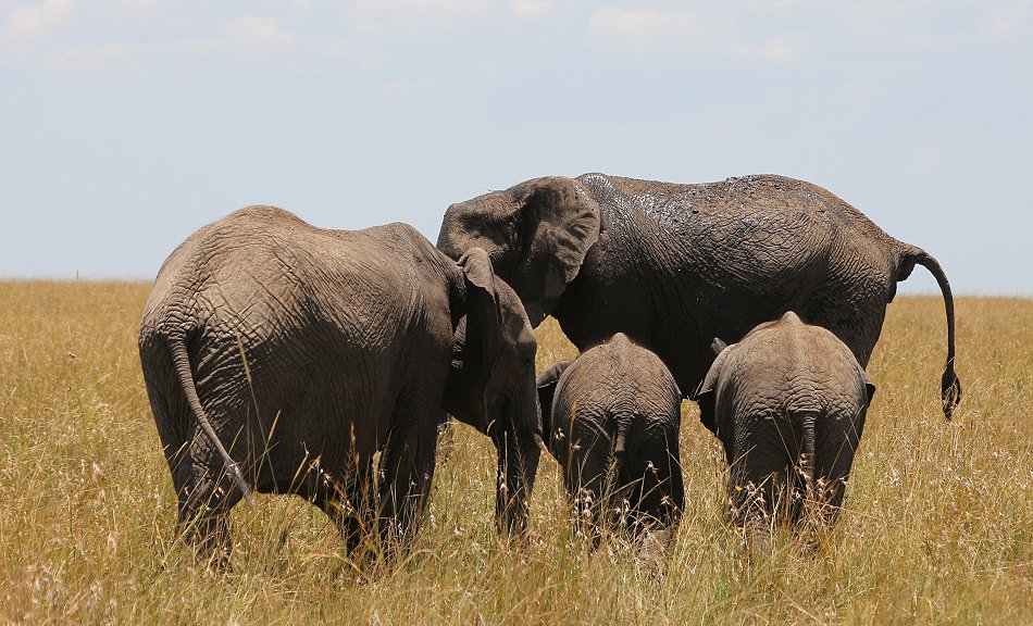 zwischen den Elefanten der Masai Mara
