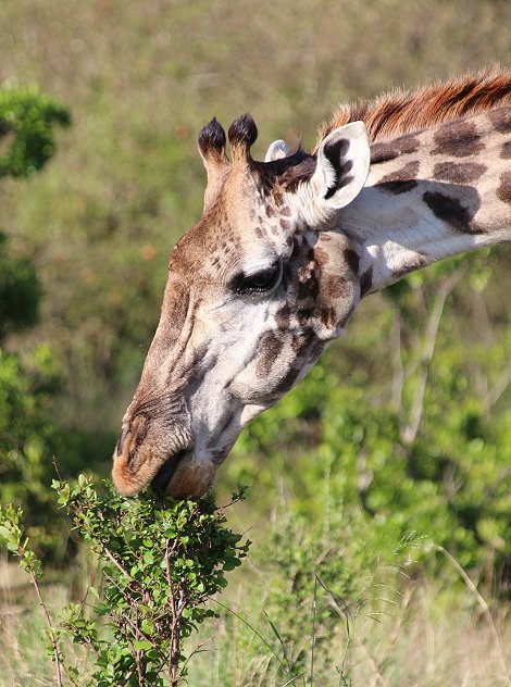 Masai Giraffen in der Mara
