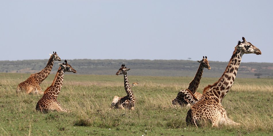 ruhende Masai Giraffen