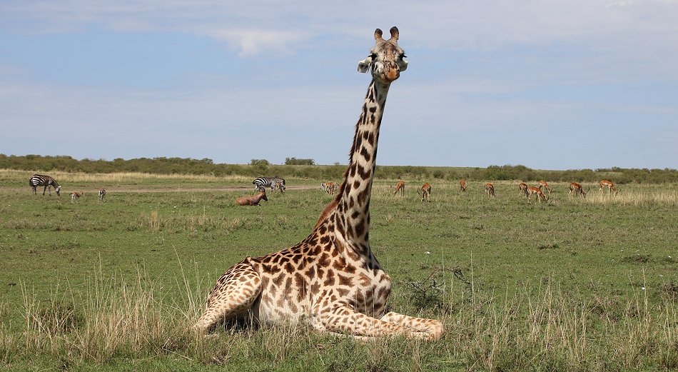ruhende Masai Giraffen