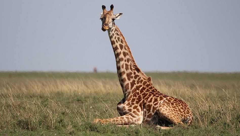 ruhende Masai Giraffen