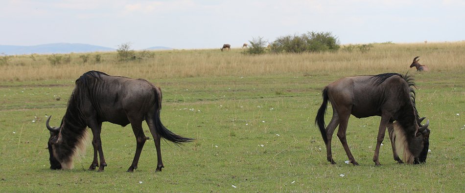 erste Gnus in der Masai Mara September 2022