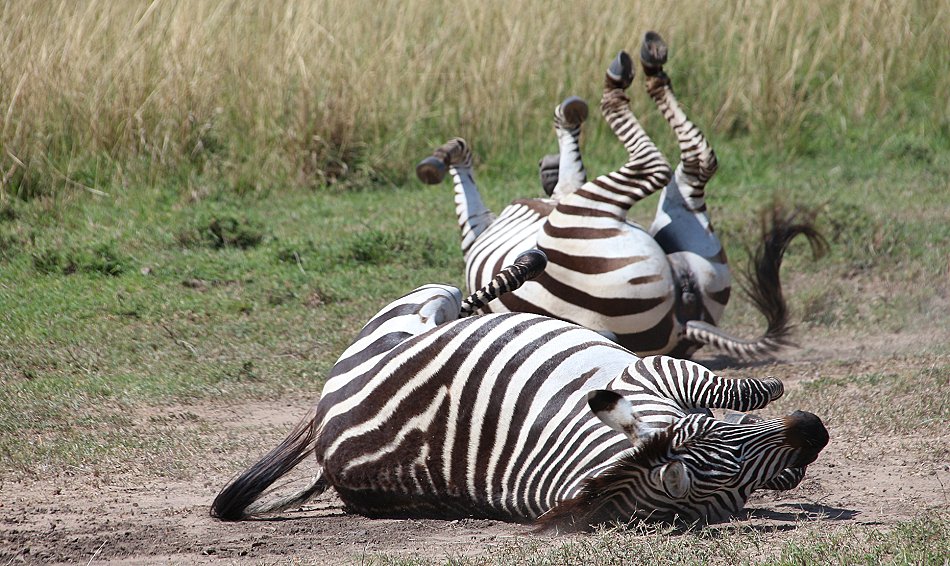 Zebras im Staub der Mara