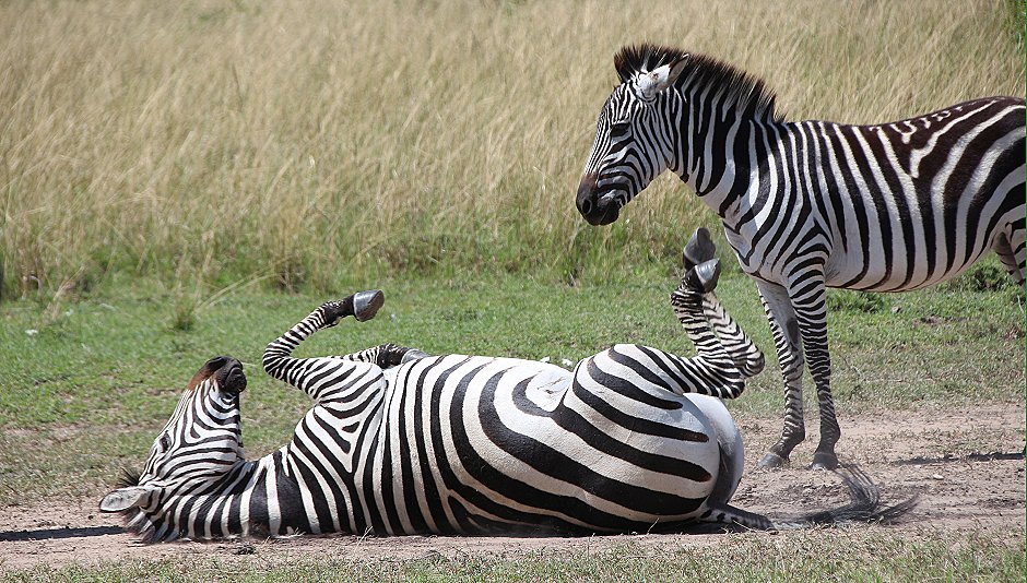 Zebras im Staub der Mara
