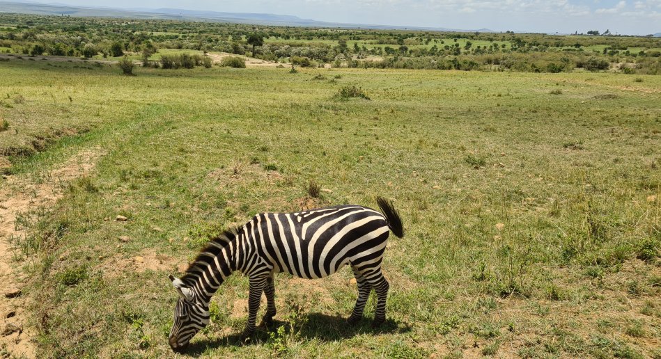 erste Zebras in der Masai Mara