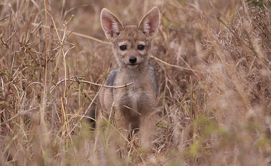 Schabrackenschakale im Nairobi National Park