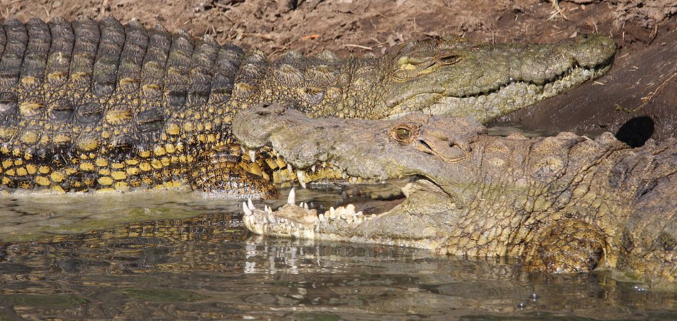 bei den Hippos und Krokodilen am Ol Are Orok