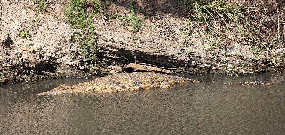 bei den Hippos und Krokodilen am Ol Are Orok