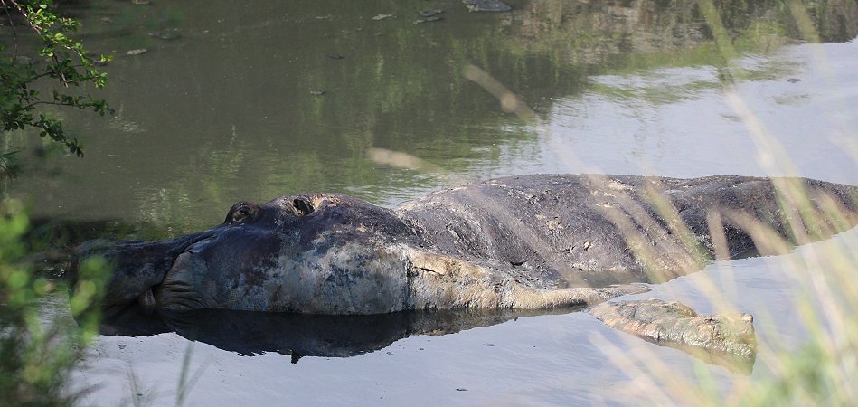 bei den Hippos und Krokodilen am Ol Are Orok