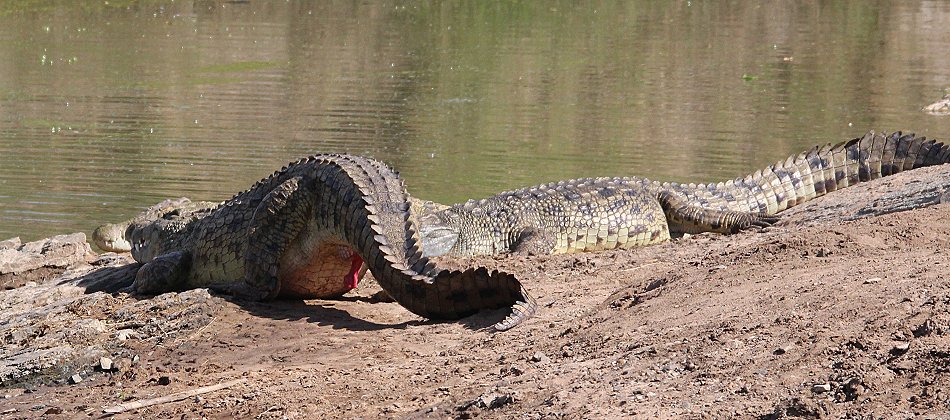 Krokodilpenis, Nilkrokodil