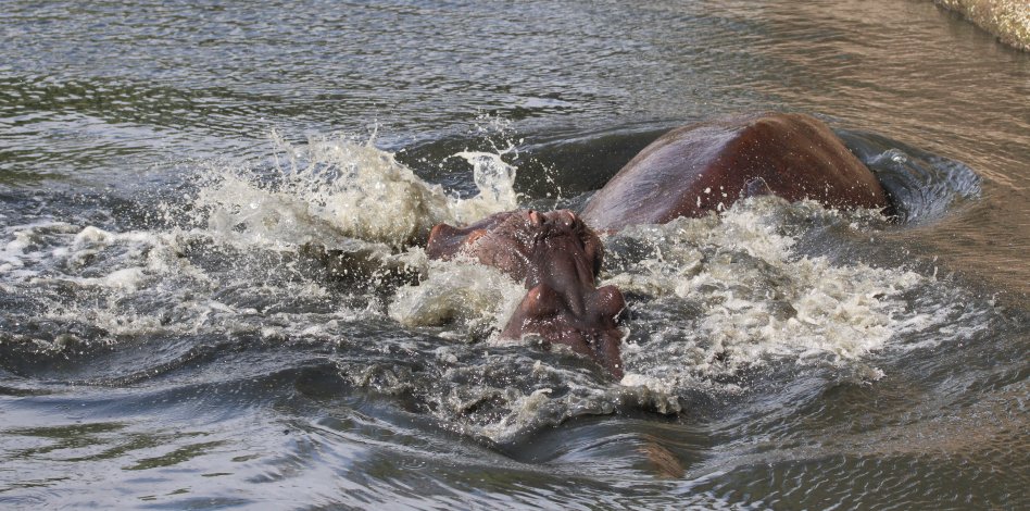 bei den Hippos und Krokodilen am Ol Are Orok