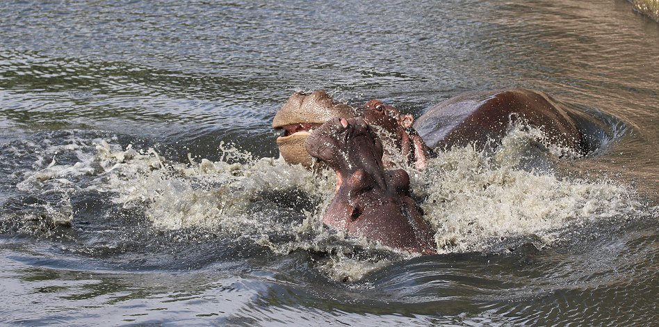 kämpfende Flusspferde im Ol Are Orok